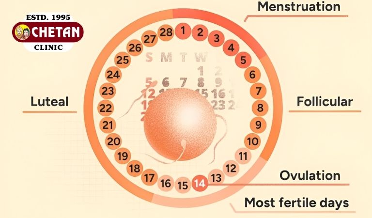 गर्भधारण-के-लिए-फर्टाइल-विंडो-कैसे-पहचानें | Chetan Clinic Blog Period ke kitne din baad pregnancy hoti hai